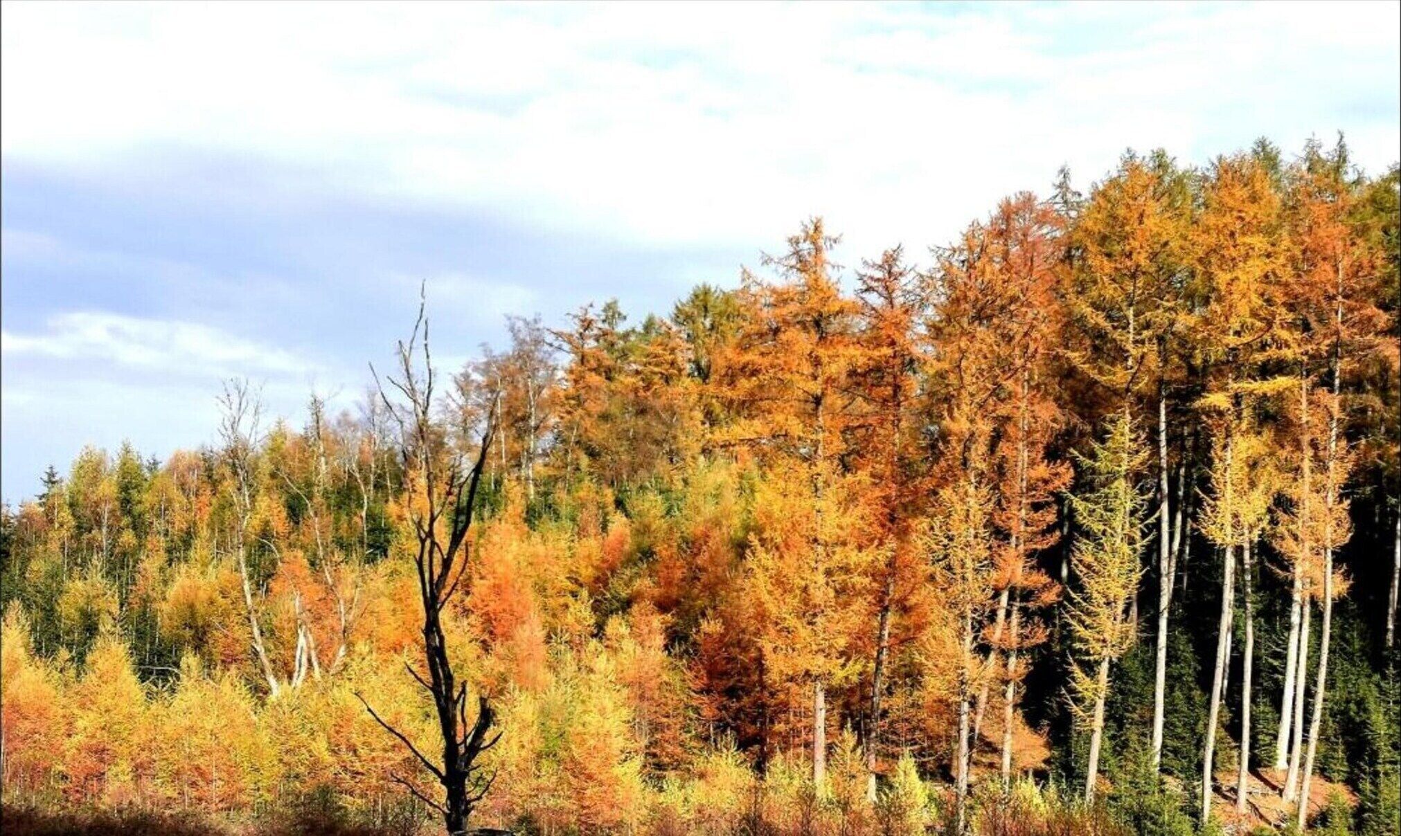 A dense forest with a variety of trees in autumn colors.