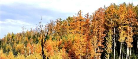 A dense forest with a variety of trees in autumn colors.