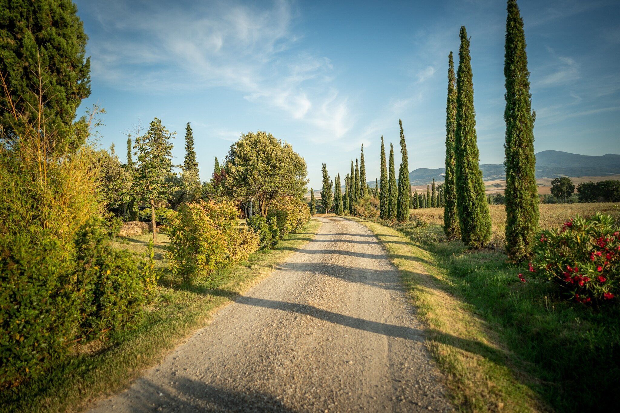 A rural road flanked by tall cypress trees and lush greenery, leading towards distant hills.