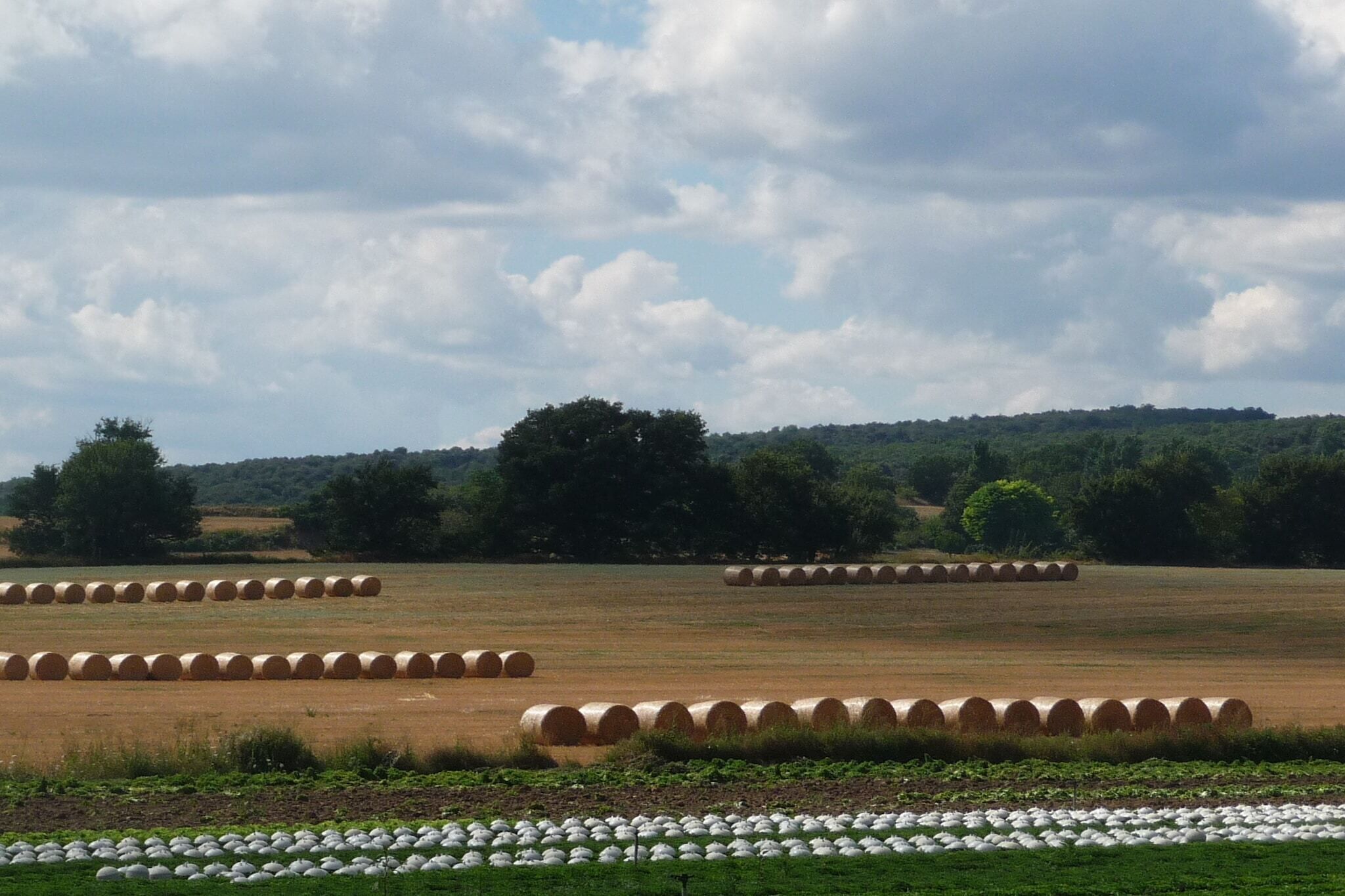 A field with hay bales and a line of white plants in the foreground.