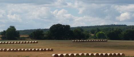 A field with hay bales and a line of white plants in the foreground.