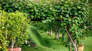 Un jardin avec des plantes en pot et une zone herbeuse.