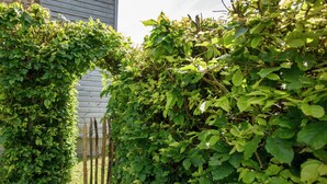 A garden with dense foliage and a wooden fence. - Stunning Cottage with Terrace in Manhay (Vaux-Chavanne)