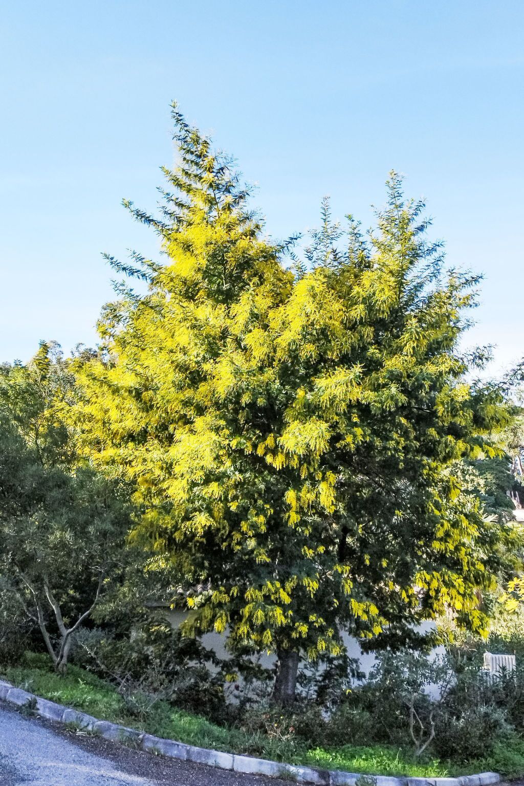 A tree with dense foliage, a clear sky, and a road with a curb.