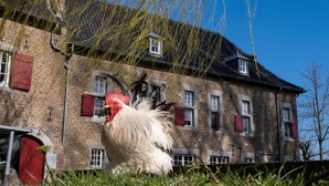A rooster in front of a brick building with red shutters and a small window.