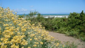 A coastal landscape with yellow flowers, a sandy path, and a view of the ocean.