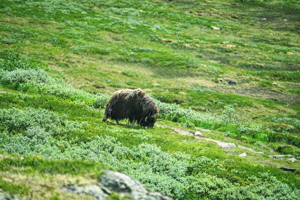 A bison grazing on a grassy hillside.