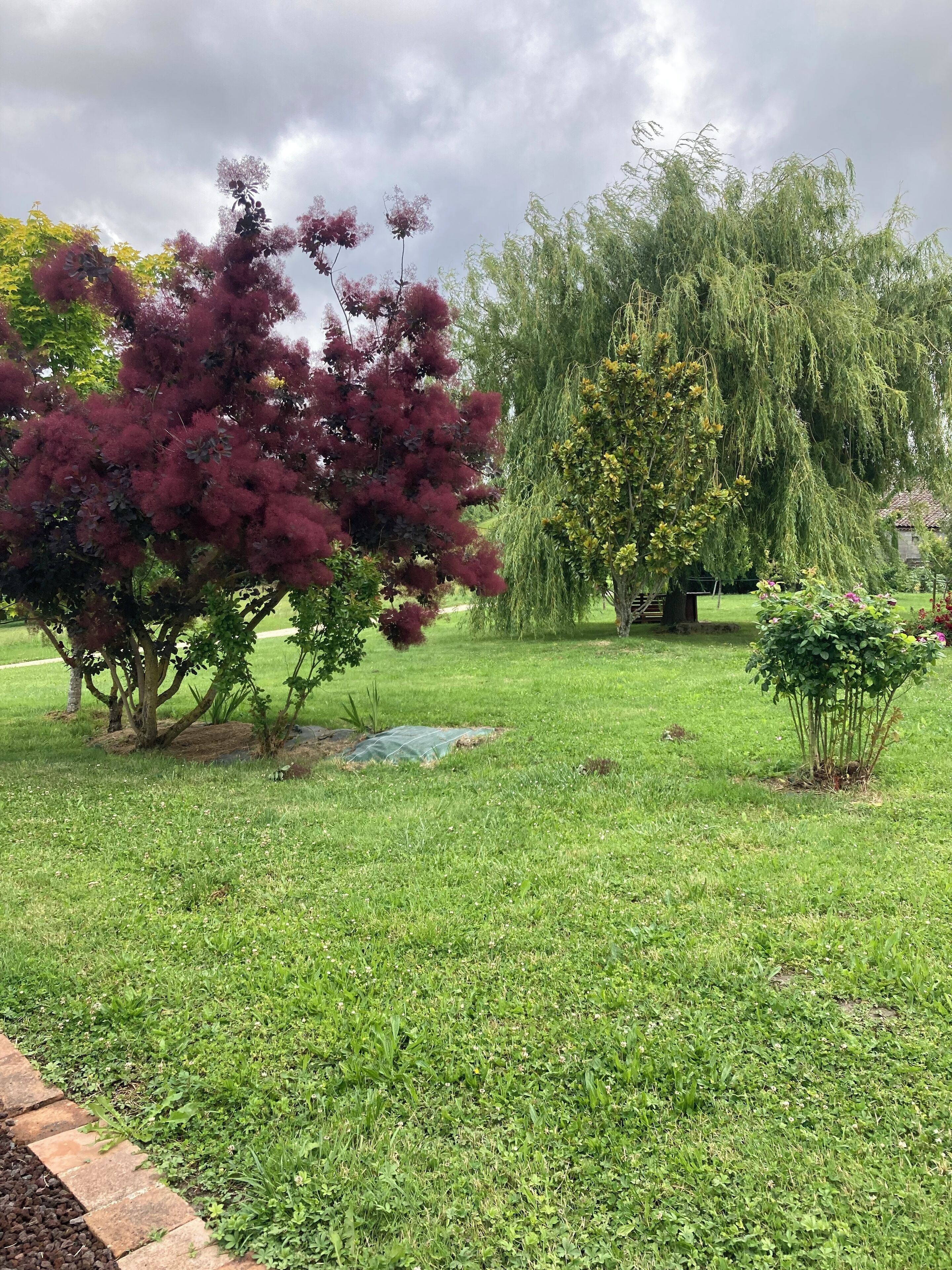 A garden with a variety of trees, including a prominent red flowering tree and a weeping willow.