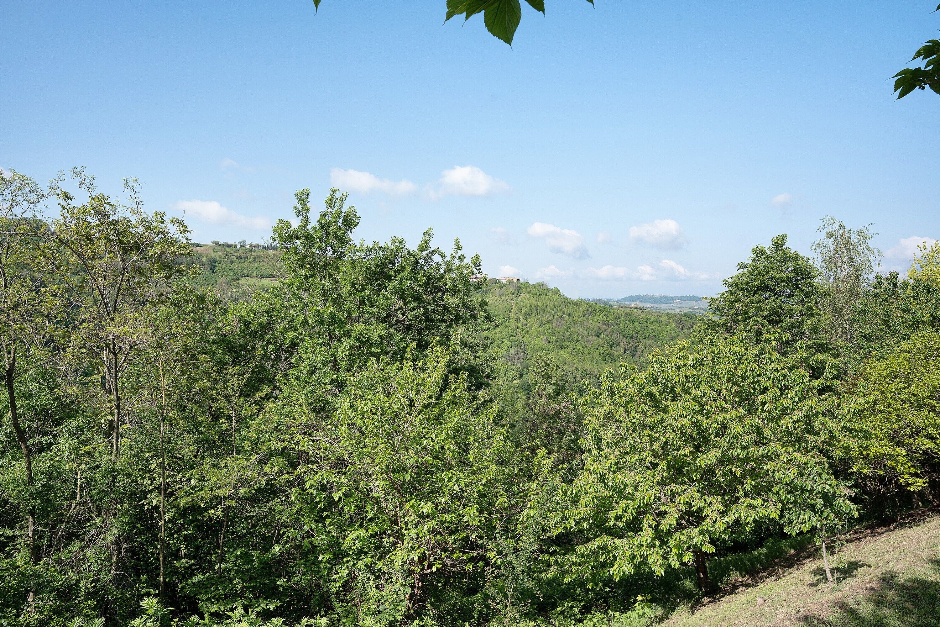 A dense forest with a clear sky.