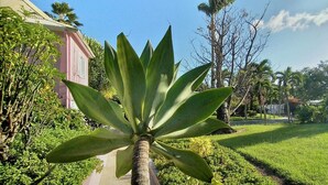 A well-maintained garden with a prominent agave plant in the foreground, a pathway, and a pink building in the background. - Magnificent Zen Villa with swimming pool in a 4000 m2 garden (Bouillante)