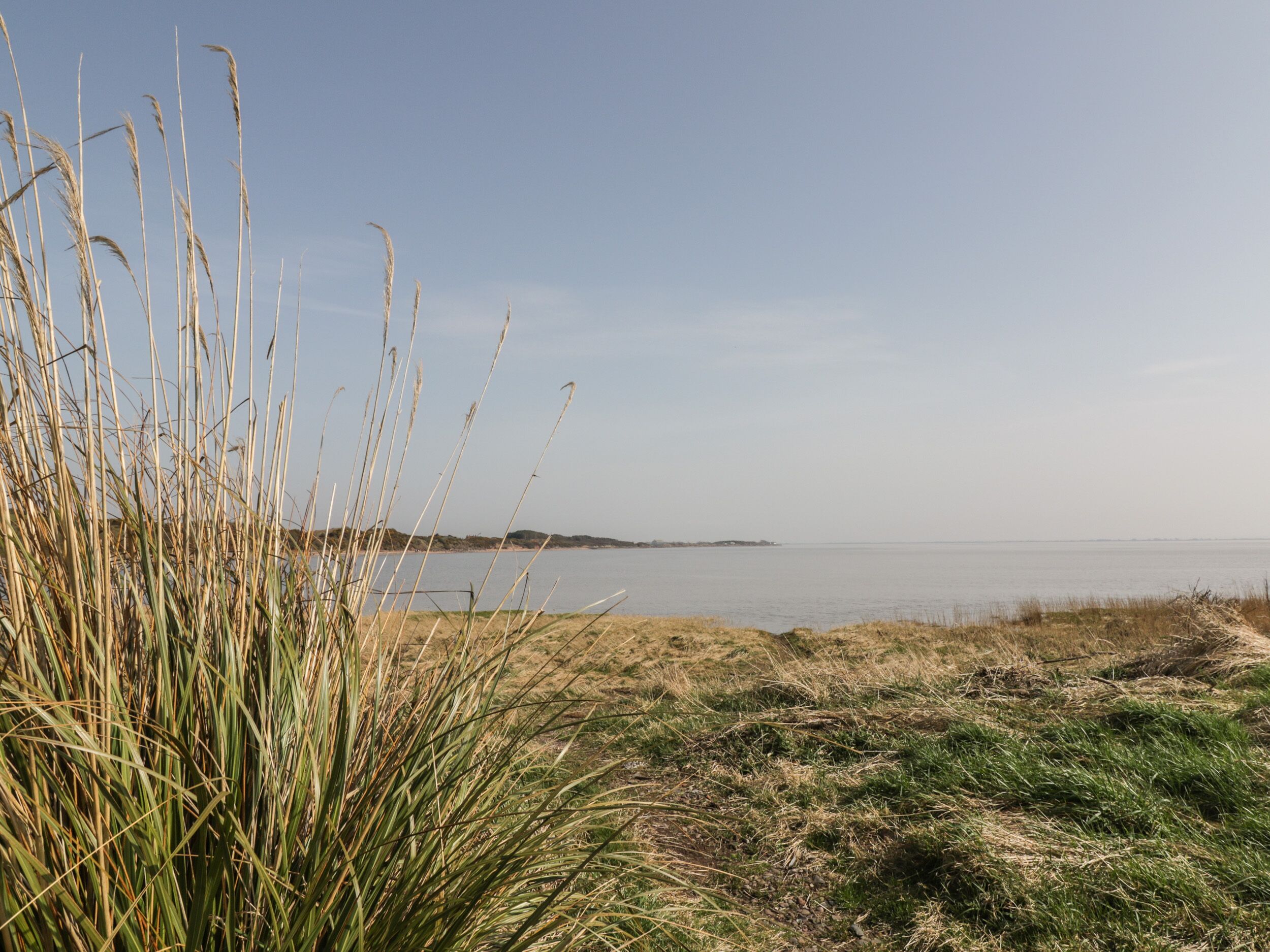 Un paysage côtier avec de hautes herbes et une vue dégagée sur la mer.