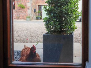 A window view of a courtyard with a potted plant and a chicken. - The Stables (Preston)