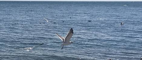 Sulla spiaggia, lettini da mare