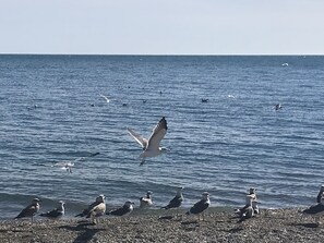 Une plage avec des mouettes et un oiseau en vol au-dessus de l’eau.