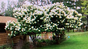 Una cabaña de madera con un gran árbol de flores blancas al frente.
