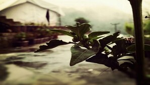 A greenhouse with plants and a white structure in the background.