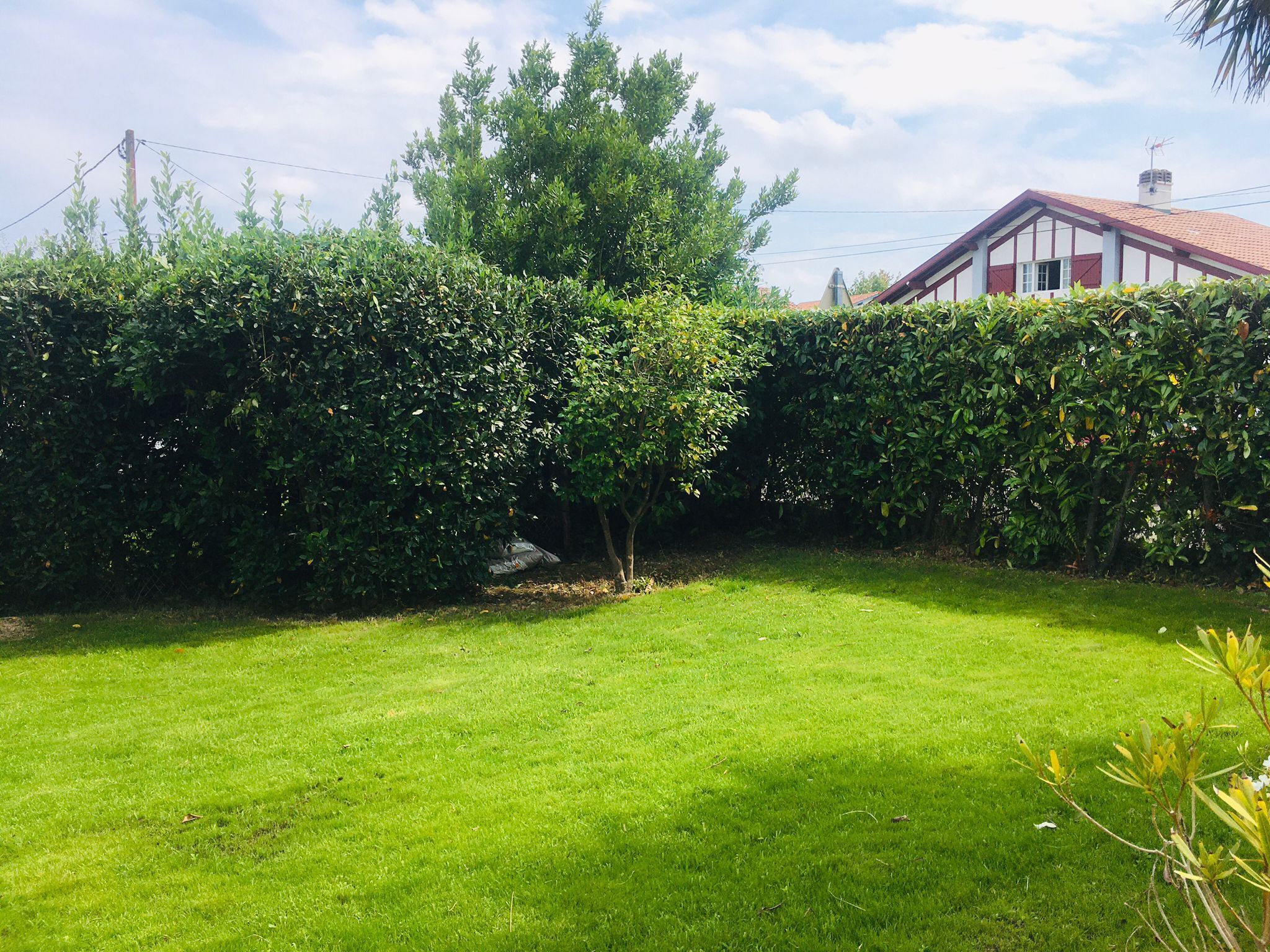 Ein gepflegter Rasen mit einer Hecke und einem Gebäude im Hintergrund.