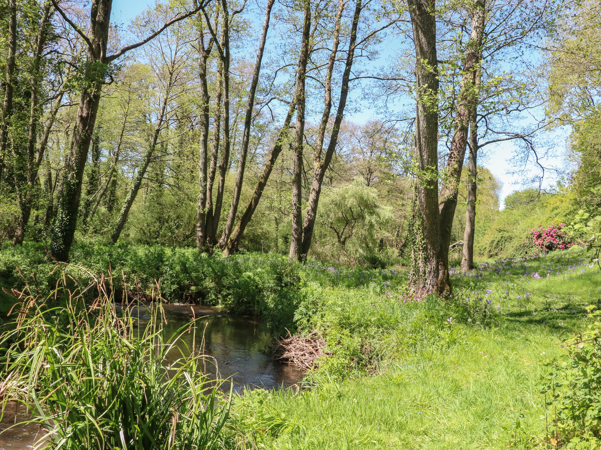 A natural landscape with a small stream, dense greenery, and trees.