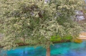 Un árbol con flores blancas junto a un cuerpo de agua azul y transparente.