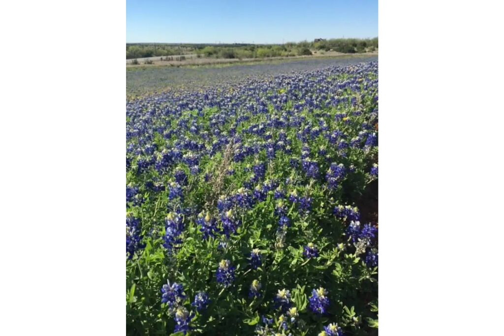 Un campo de lupinos bajo un cielo despejado.
