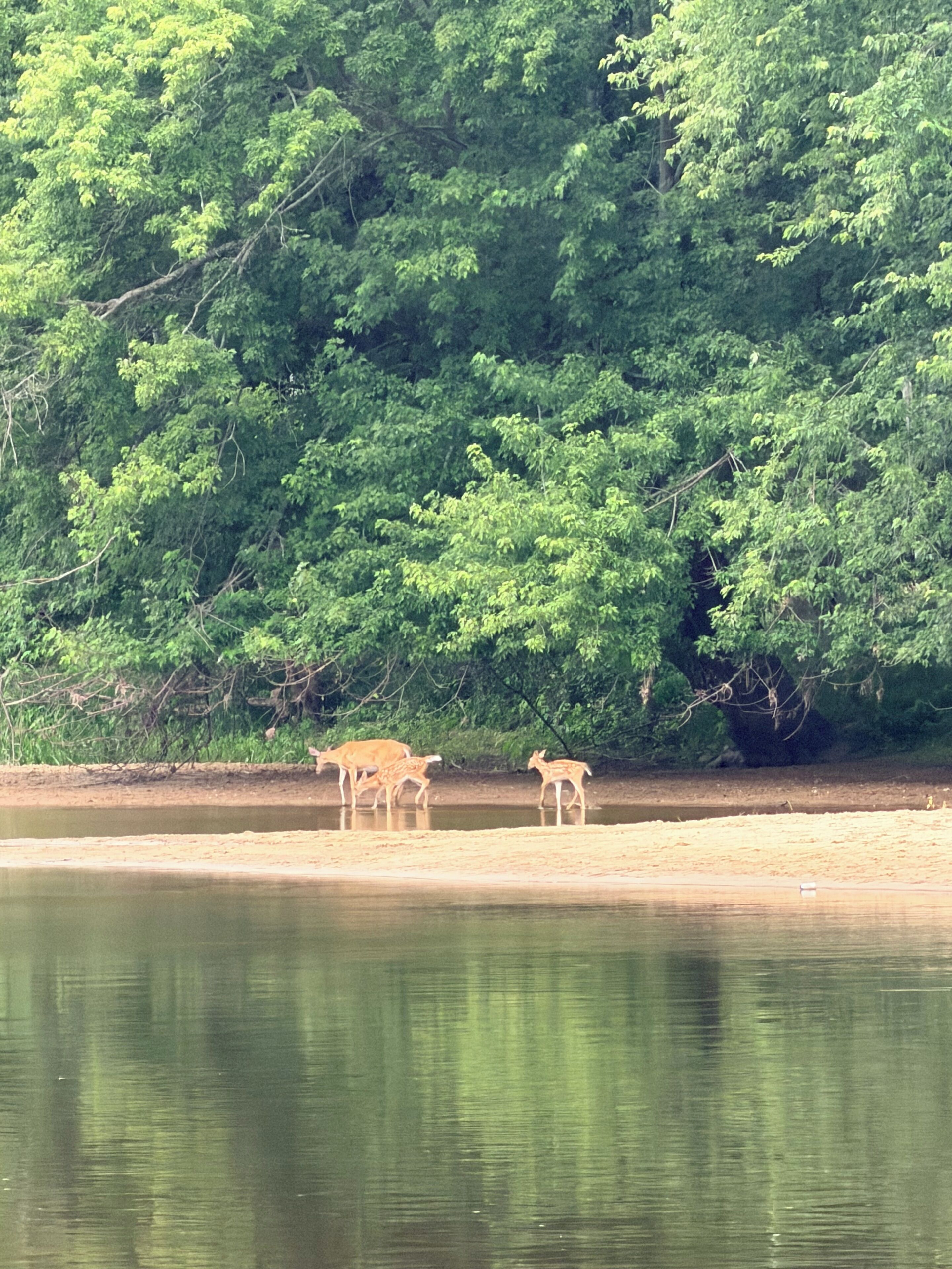 A natural landscape with a body of water, trees, and a sandy area.