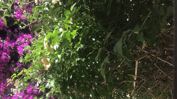 A building with green shutters, a statue, and purple flowers. - Apartment (Sant'Ilario)