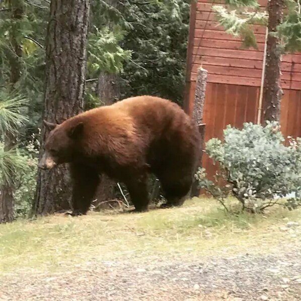 A bear walking in a yard with trees and a wooden fence.
