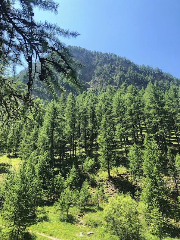 منوع