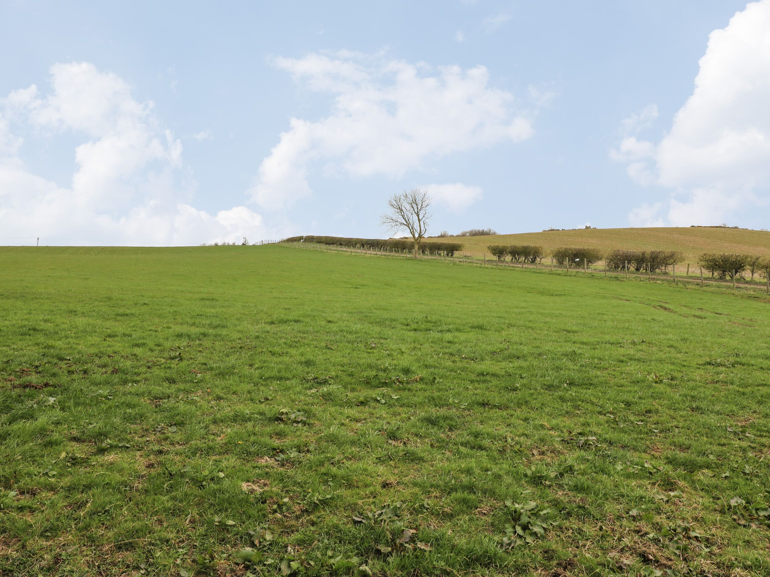 A wide, open grassy field with a single tree in the distance and a fence running along the edge.