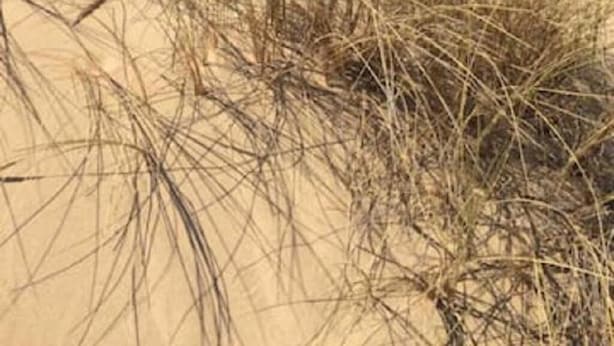 A beach with sand and tall grasses. - BIG VILLA WITH A PARKING  (Site archéologique de Carthage)