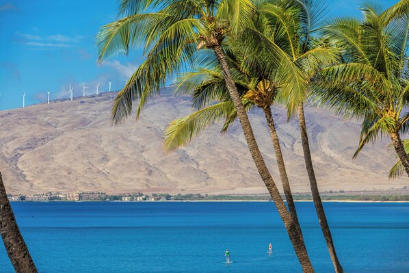 A coastal scene with palm trees, a clear blue sea, and wind turbines in the background.