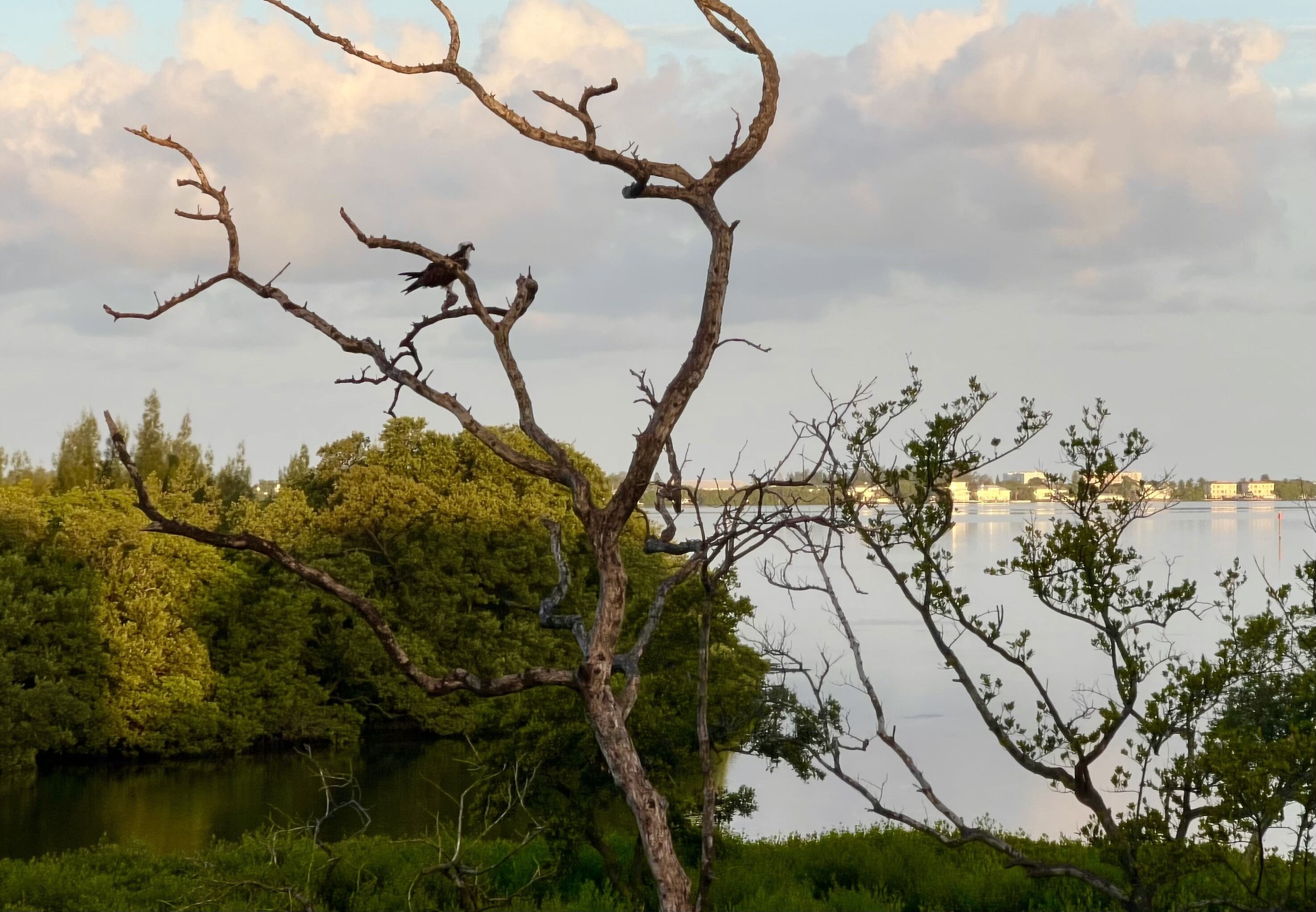 A tree with a bird perched on it, a body of water, and a distant building.