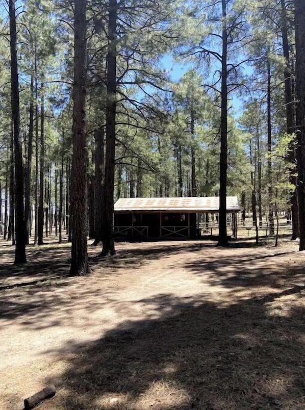 Una cabaña rústica en un bosque con árboles altos y suelo de tierra.