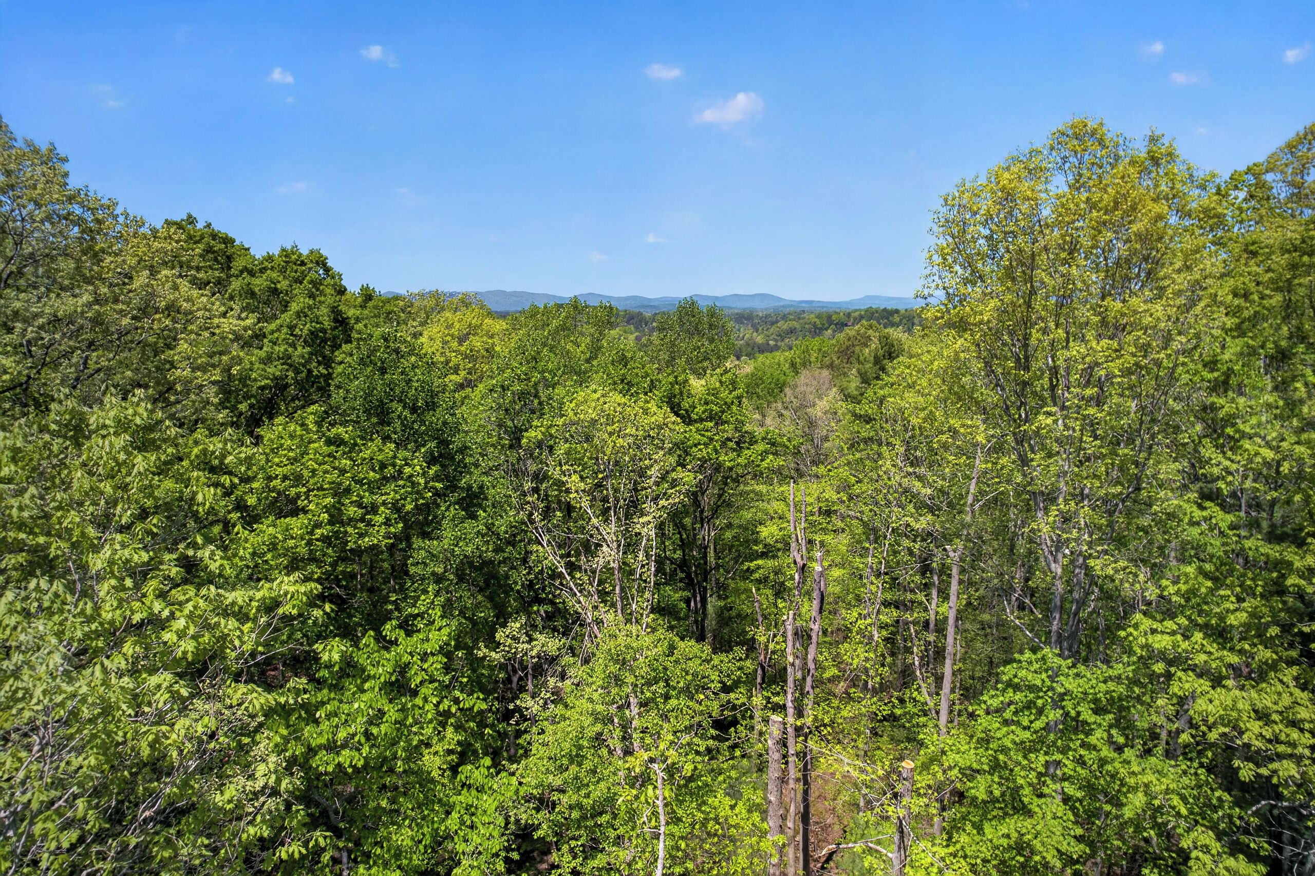 A dense forest with a clear sky.