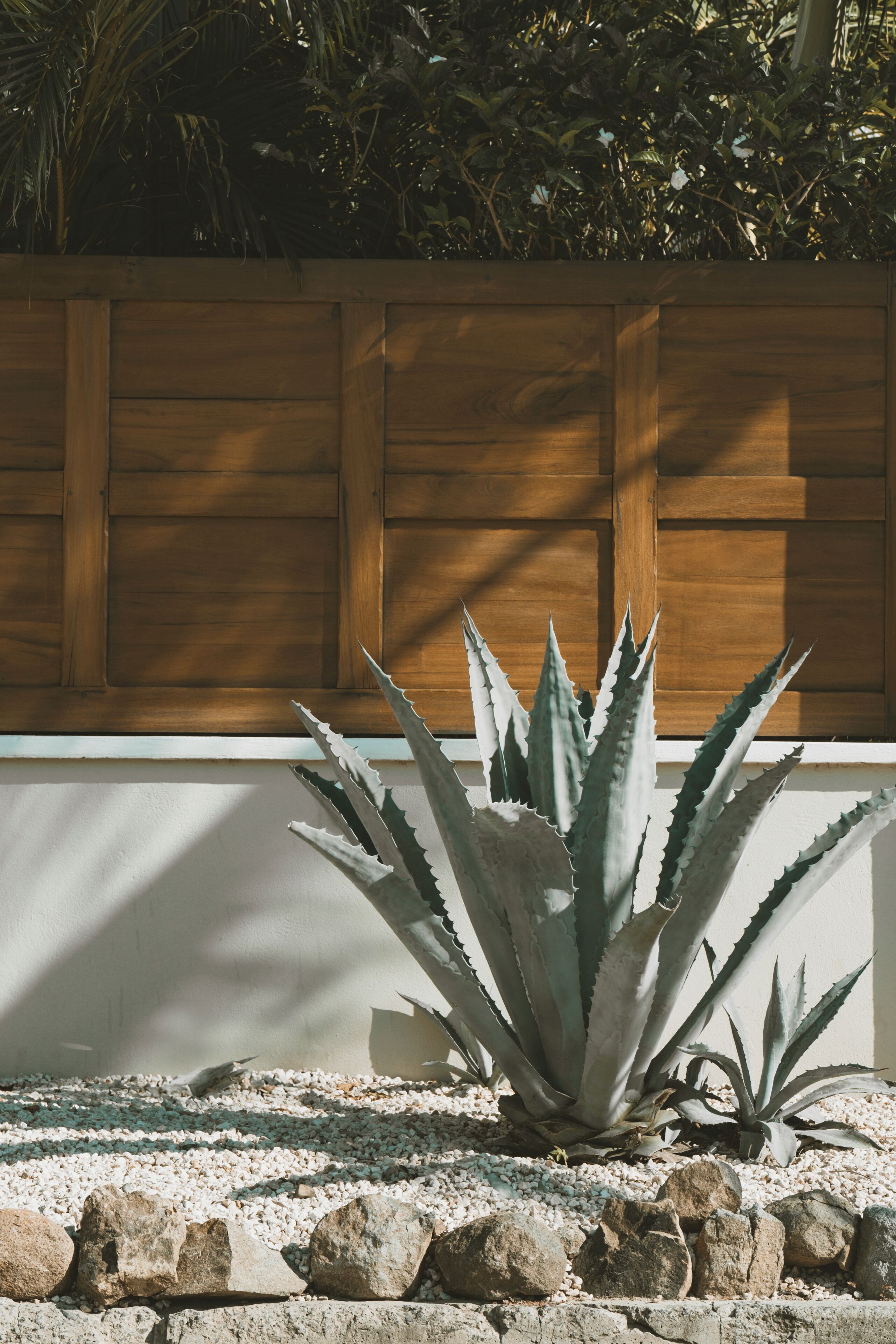A large agave plant in a garden with a wooden fence and pebbles.