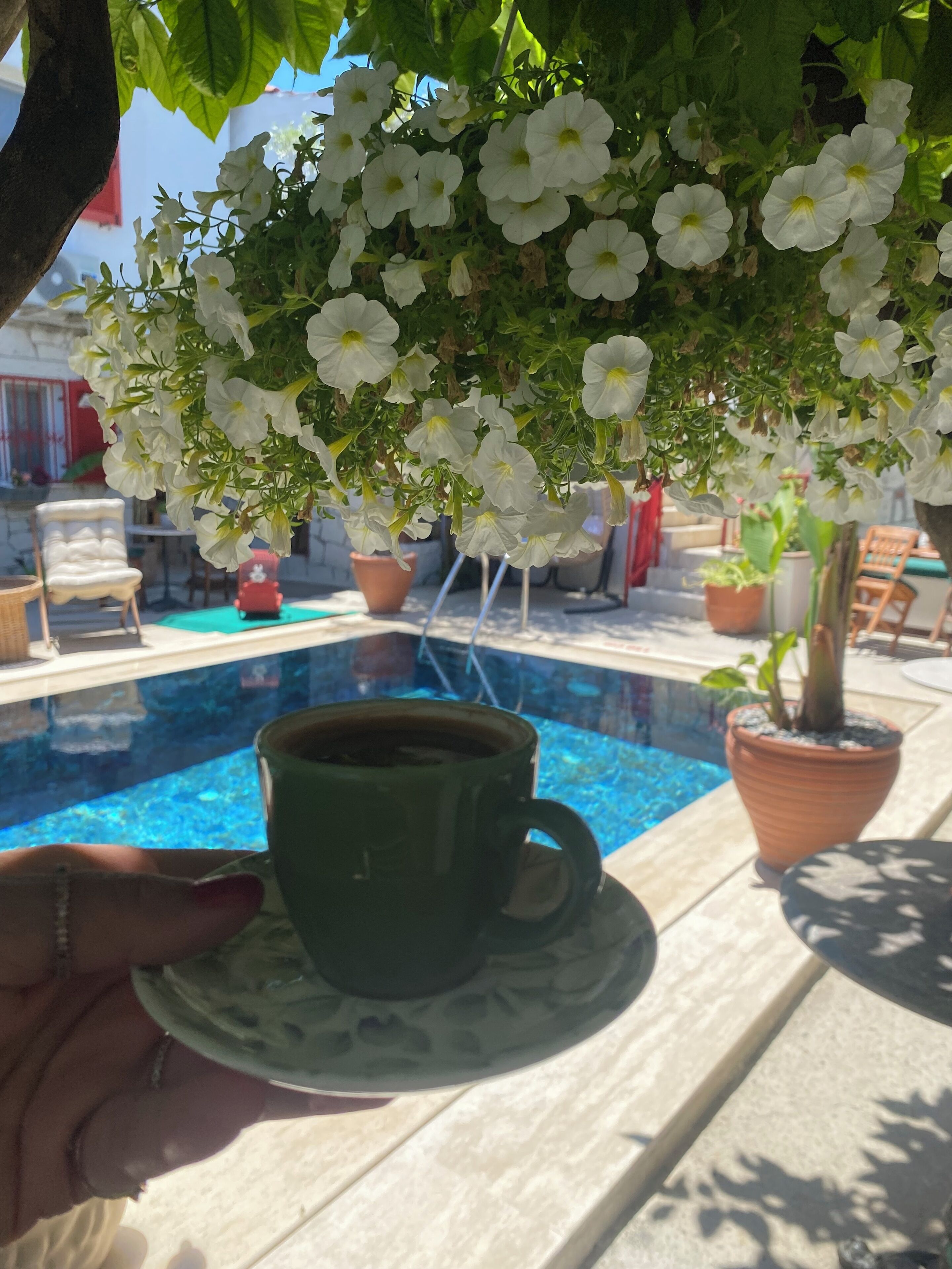 A green cup on a saucer by a poolside with white flowers overhead.