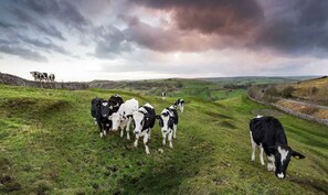 Front of property - Charming3Bedroom Cottage in Gr8 Location (Buxton)