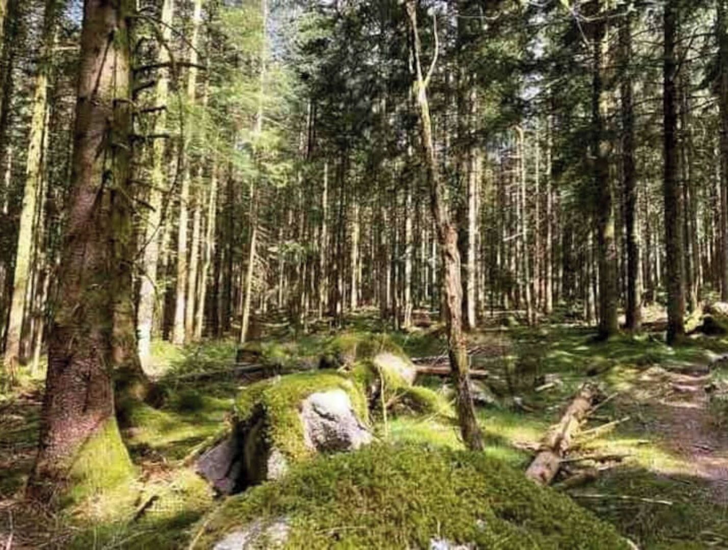 A dense forest with tall trees and moss-covered rocks.