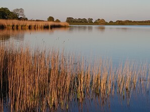 A calm lake with tall reeds in the foreground and trees in the background. - Rügenferien Unter Reet auf Großem Wassergrundstück (Garz/Rügen)