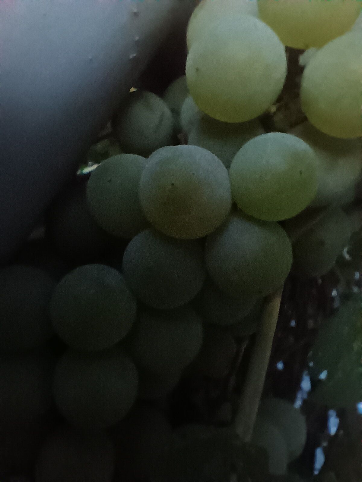 A cluster of green grapes on a vine.