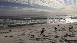 A beach with footprints and birds, and a cloudy sky. - Boat lovers dream - waterfront unit with dock & walk to the beach (Orange Beach)