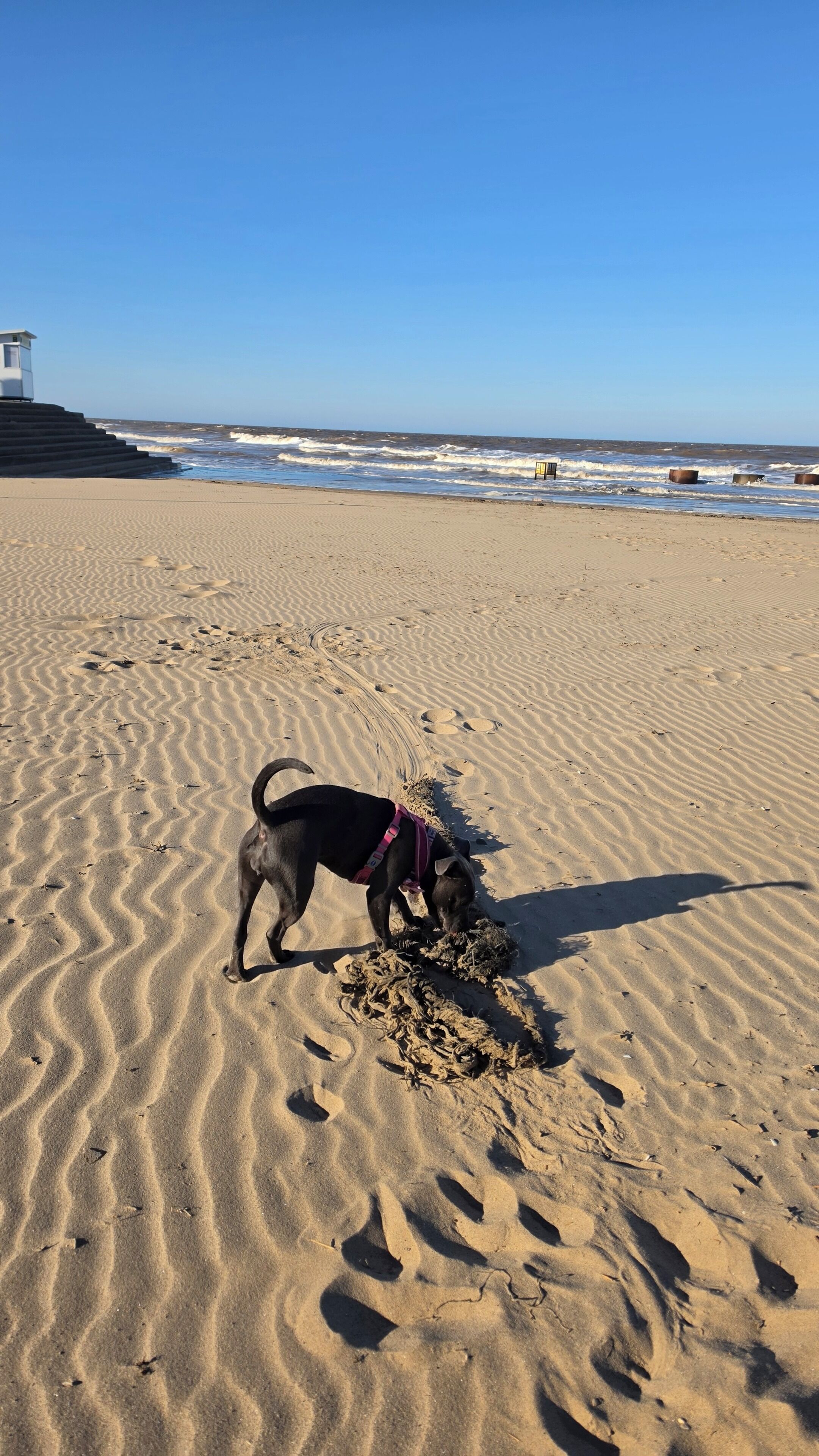 A beach with a dog playing in the sand, a lifeguard tower, and the ocean in the background.