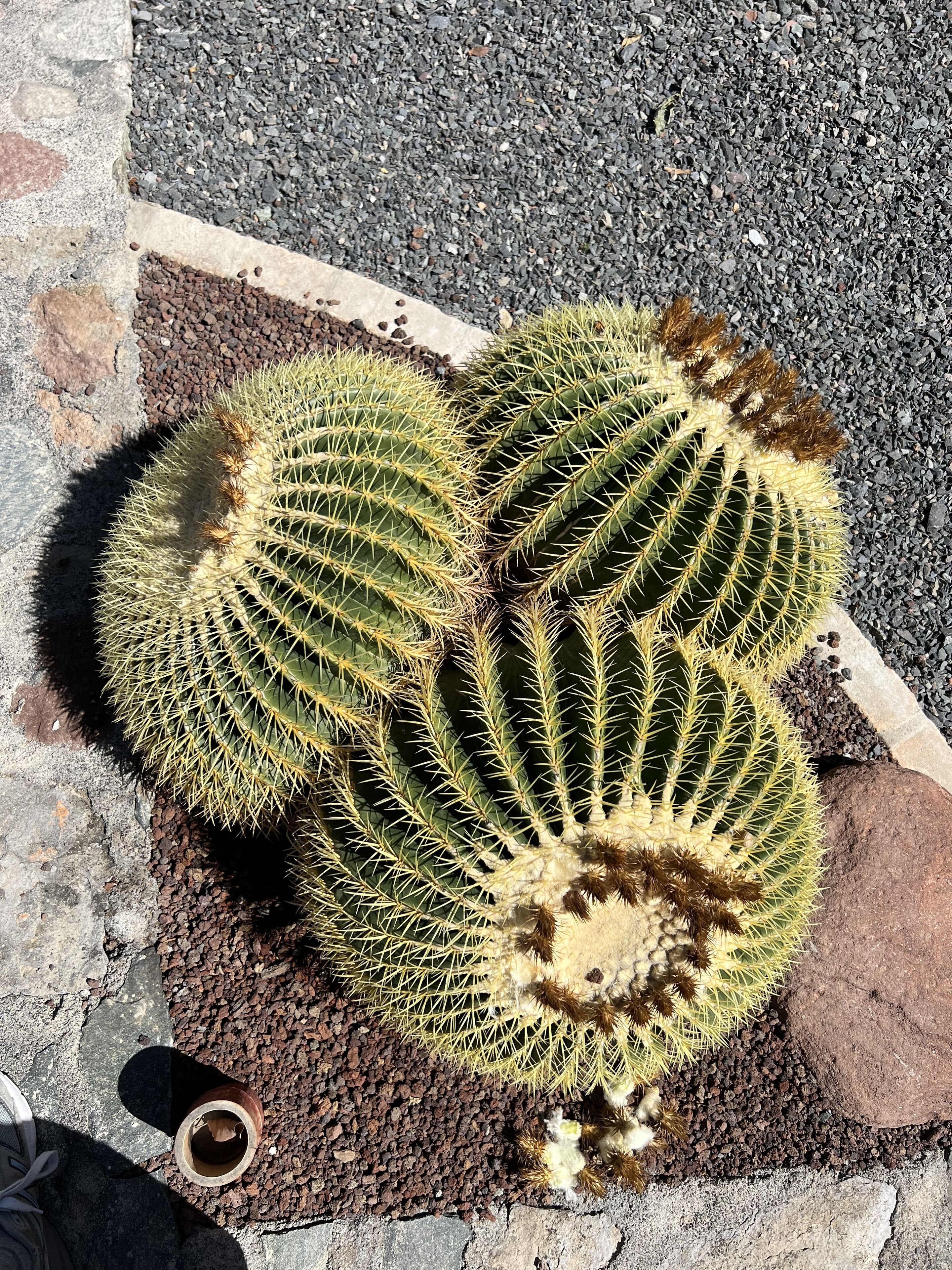 Una planta de cactus con varios brazos, rodeada de grava y un borde de hormigón.