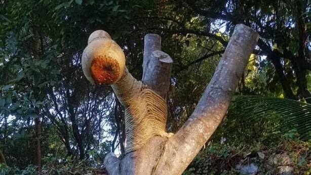 Uma escultura de árvore com a figura semelhante a um ser humano, cercada por vegetação e um pedestal de pedra.