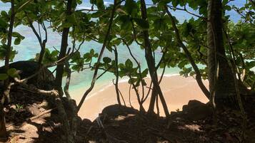 A beach with trees in the foreground and a clear view of the ocean.
