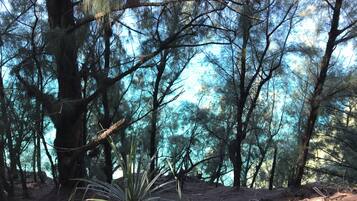 A dense forest with tall pine trees and a clear sky.