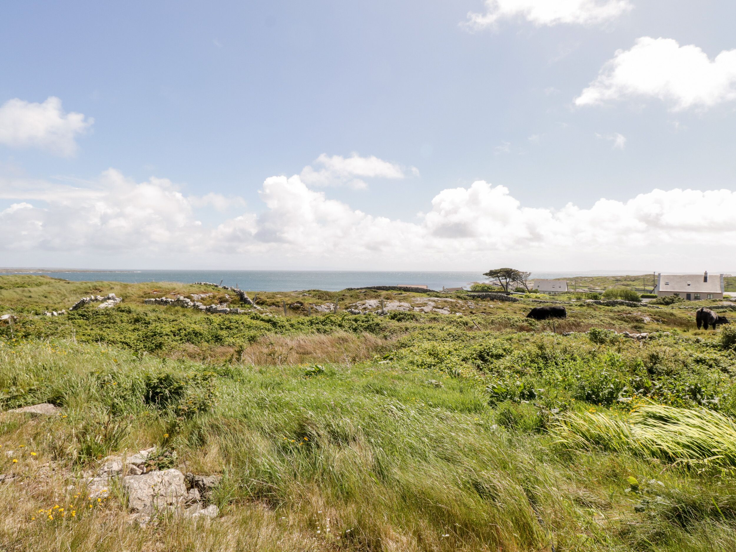 A coastal landscape with a stone wall, grassy fields, a solitary tree, and a white building.