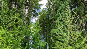 A forested area with a dirt path leading through dense greenery. - The Conestoga Cottage | Hot Tub, Rustic Charm, Near Downtown Lancaster (Conestoga)