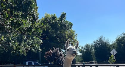 Close to downtown, with a llama and alpaca on the property