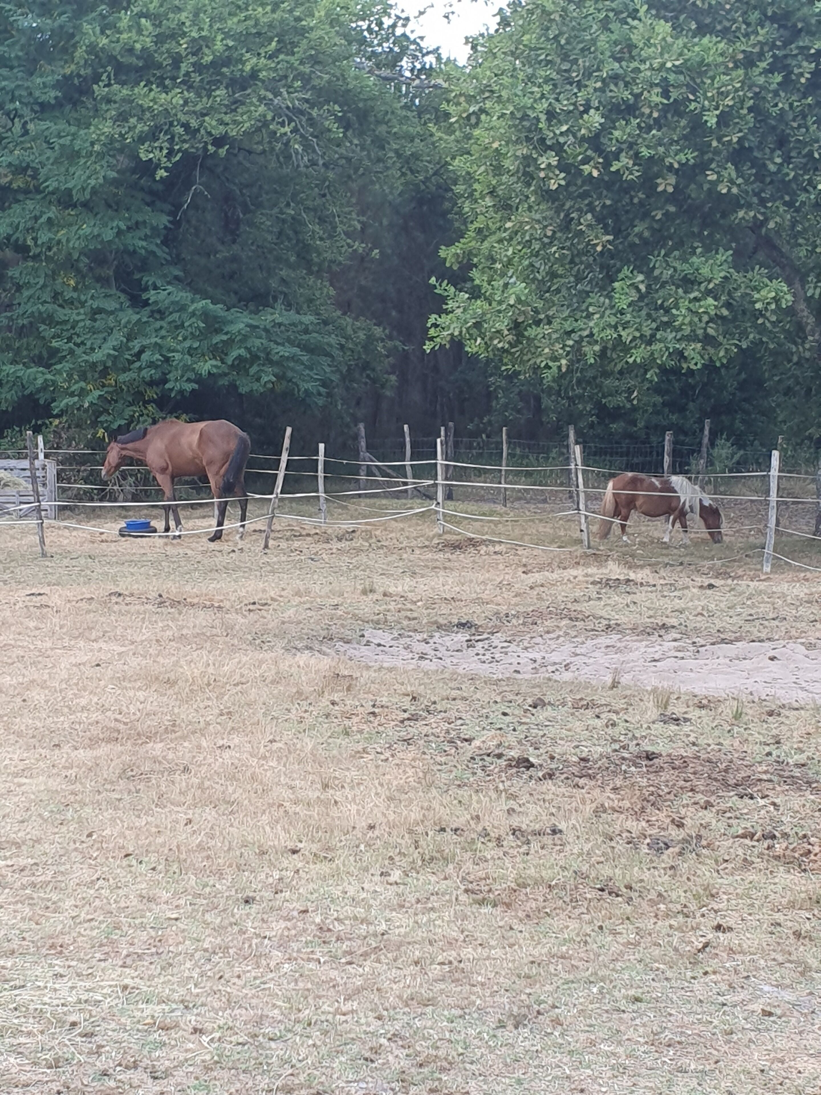 Two horses in an enclosed area with a fence, surrounded by trees.